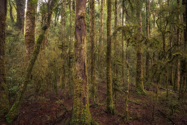 NI13 - The forest - Pureora Forest Park, Manawatu-Wanganui.jpg